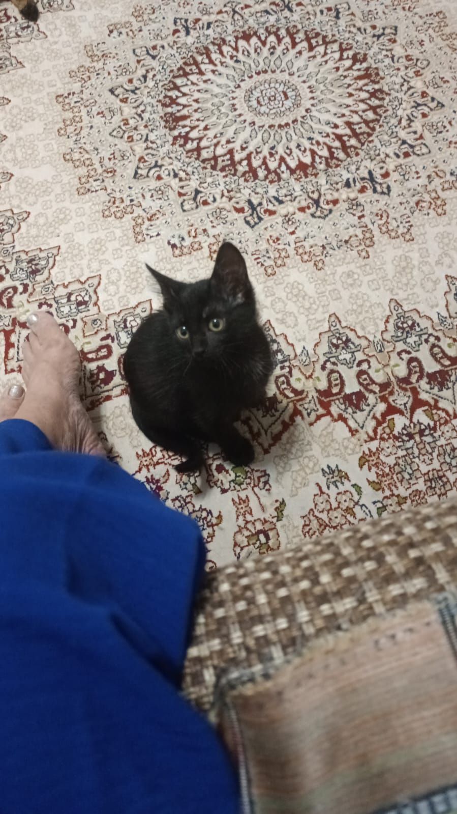 Котята девочка и мальчик