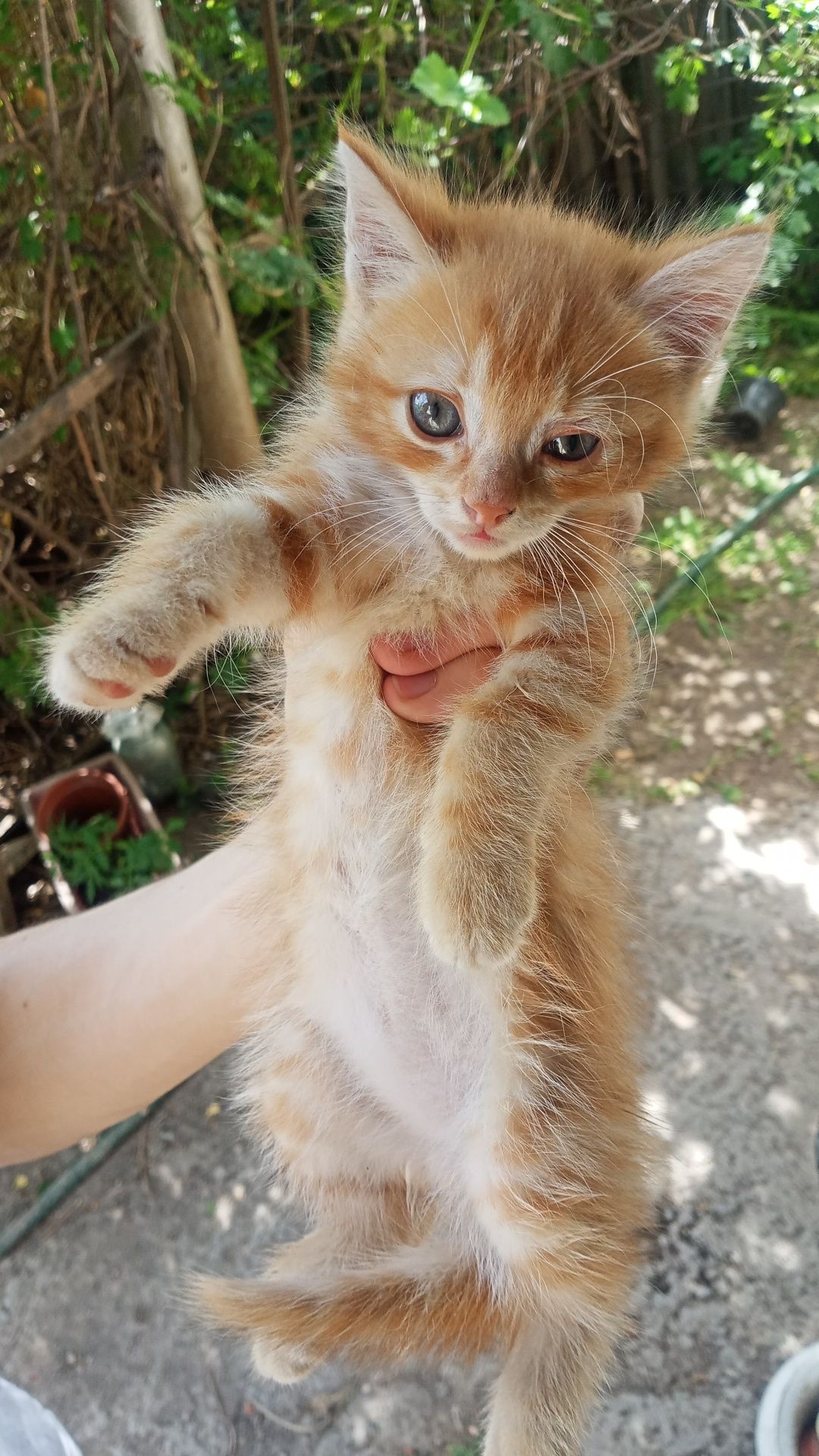 Котята в хорошие руки, бесплатно