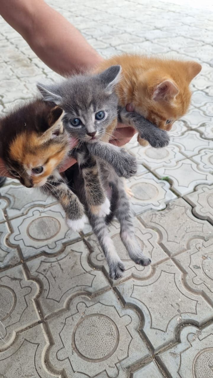 Отдам котёнка в добрые руки!