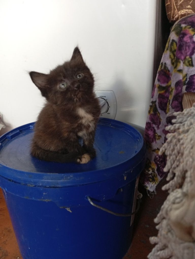 В добрые руки котят