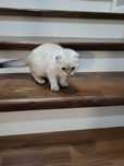 Срочна!Продаётся шотландски котёнак