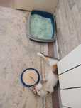 Котёнок одам даром