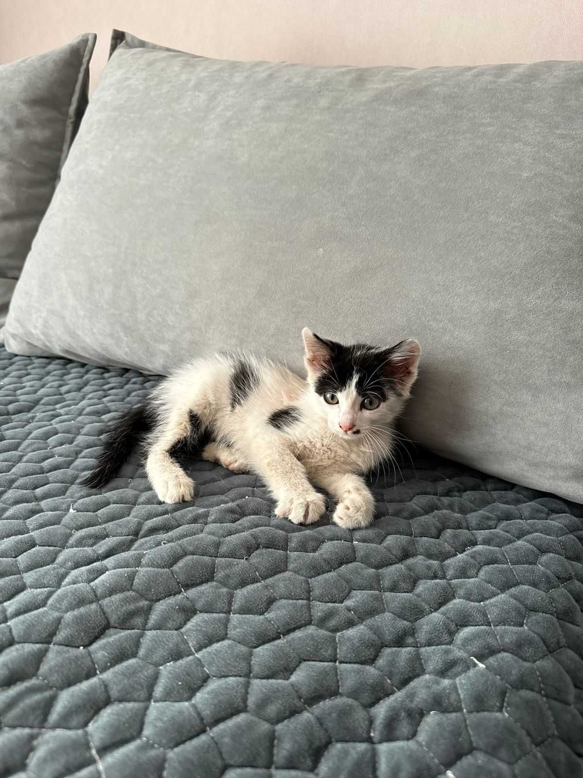 Отдам милого котёнка только хорошим, добрым, любящим животных людям