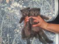 Шотланские вислоухие (скоттиш фолд)коты.