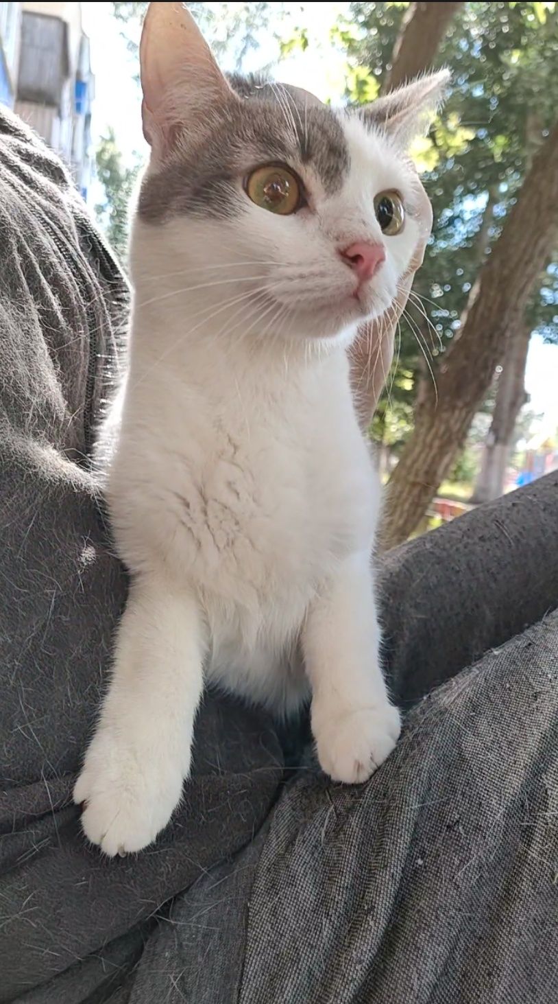 Кот, подросток, очень нежный
