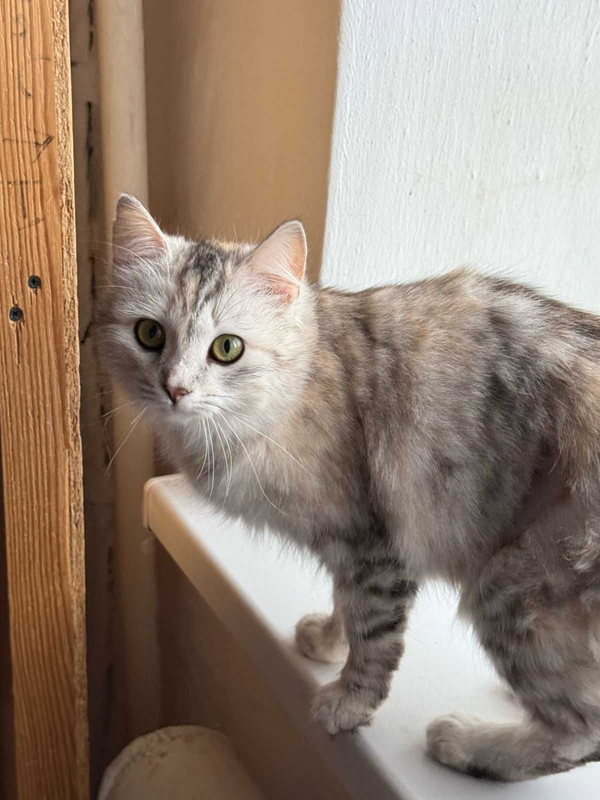 Кошечки и котик в добрые руки