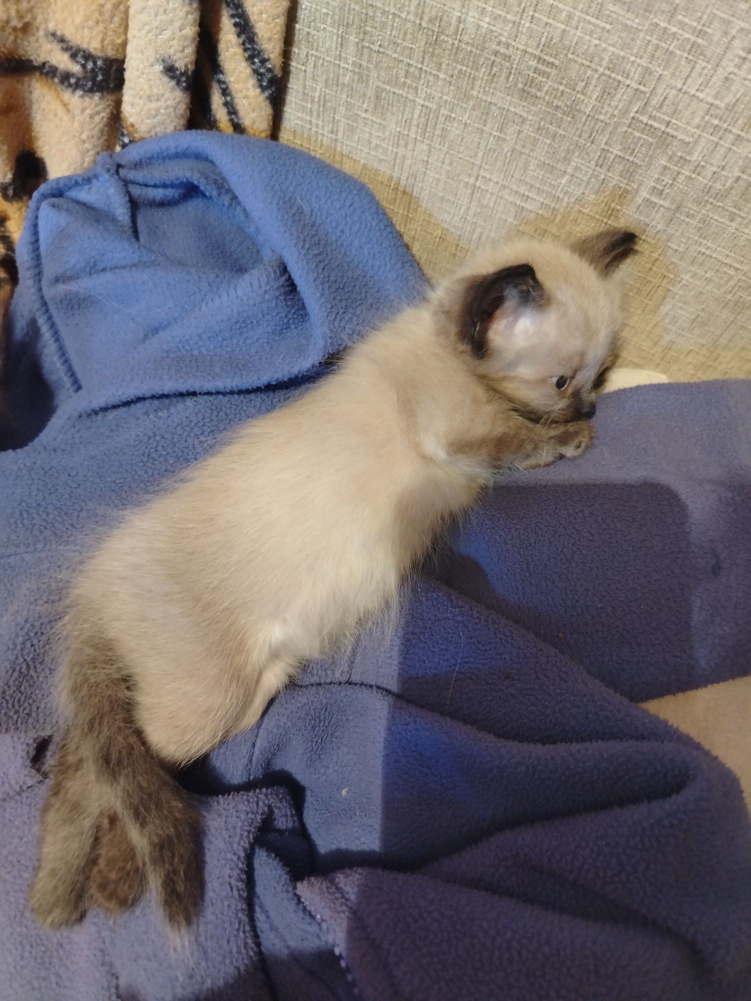 Отдам сиамских котят