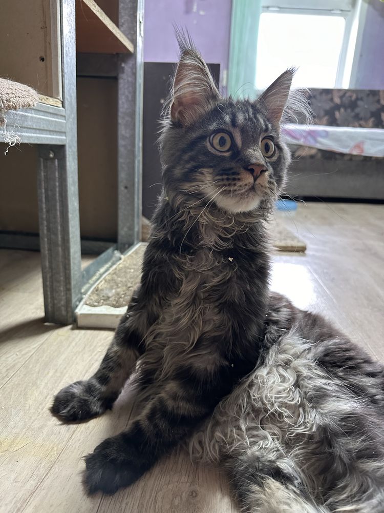 Мальчик котенок мейнкун