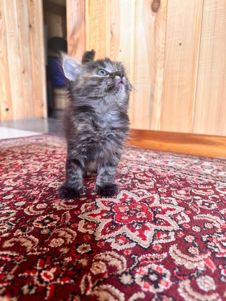 Отдам котят даром