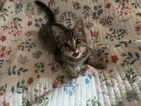 Отдам котёнка в хорошую семью