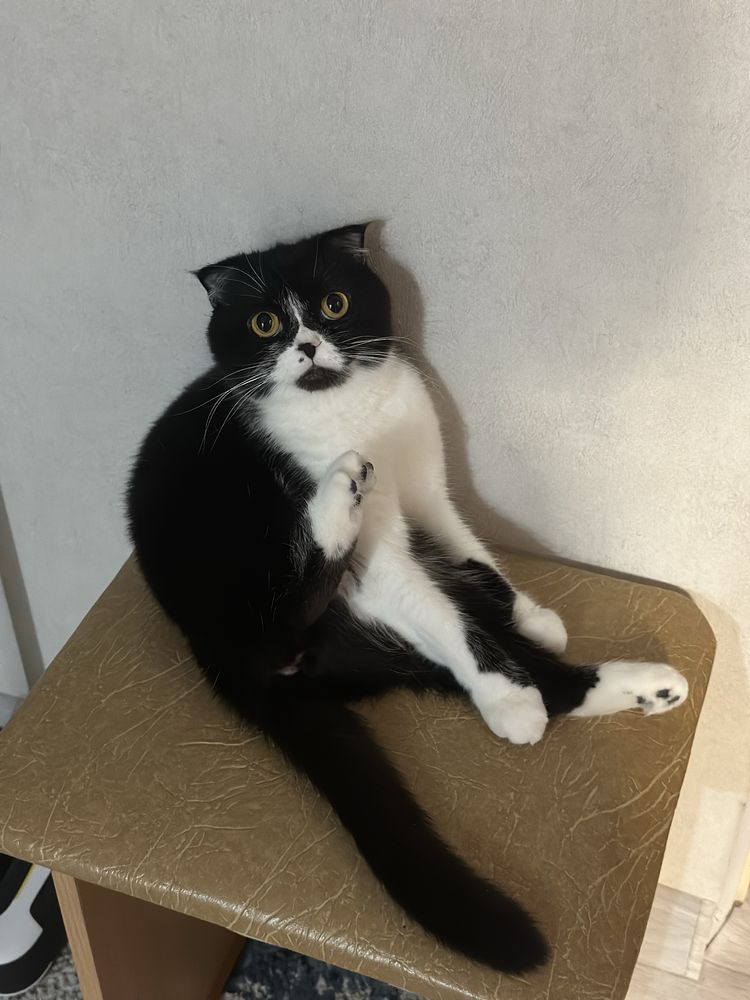 Кошка, отдам в добрые руки