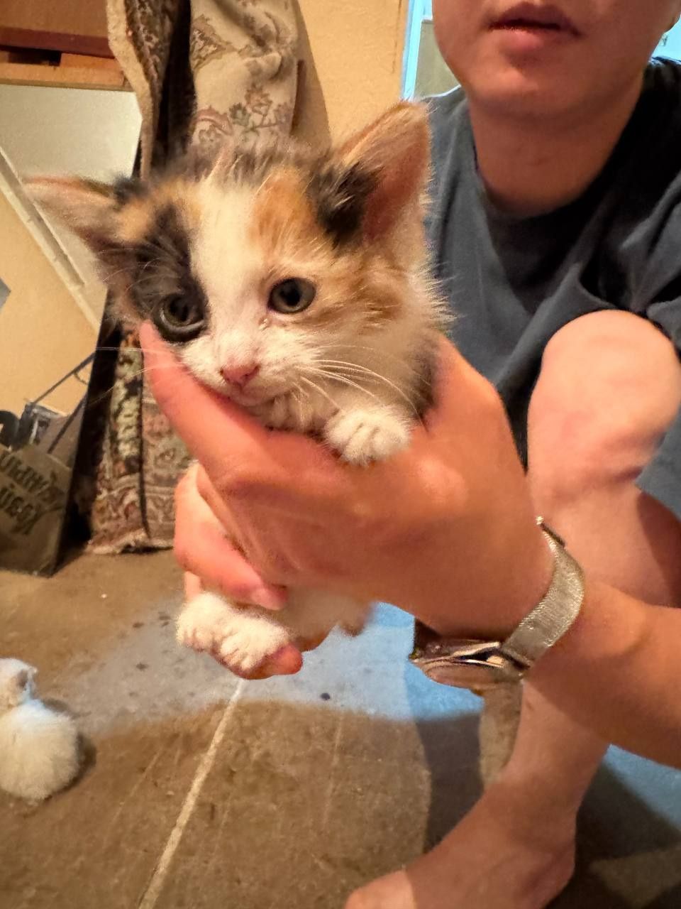 Котята ищут дом и хороших хозяев