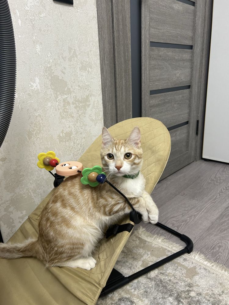 Отдам в добрые руки рыжего кота