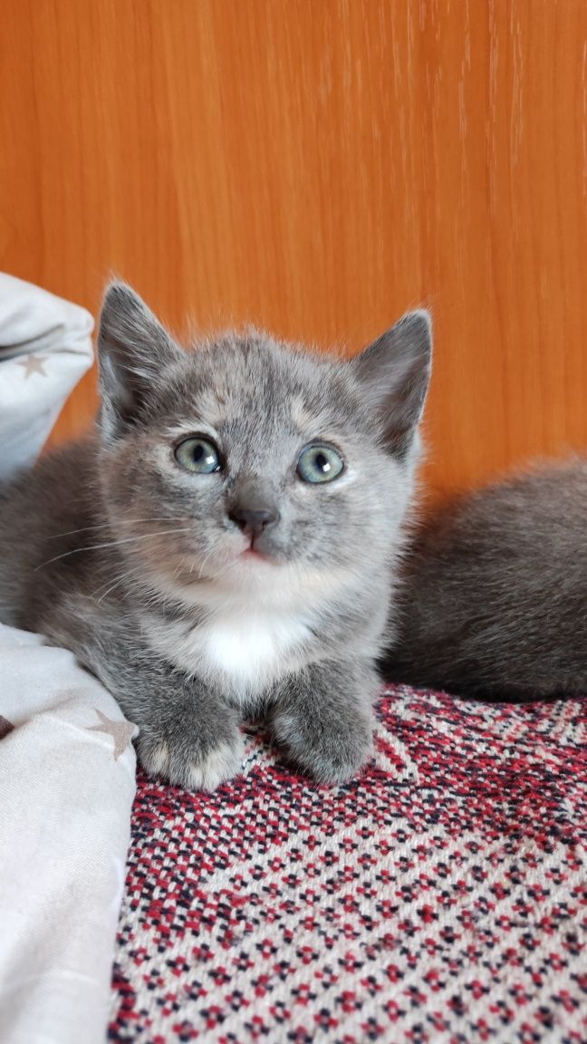Кошечки в поисках любящих хозяев