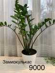 Комнатные  цветы