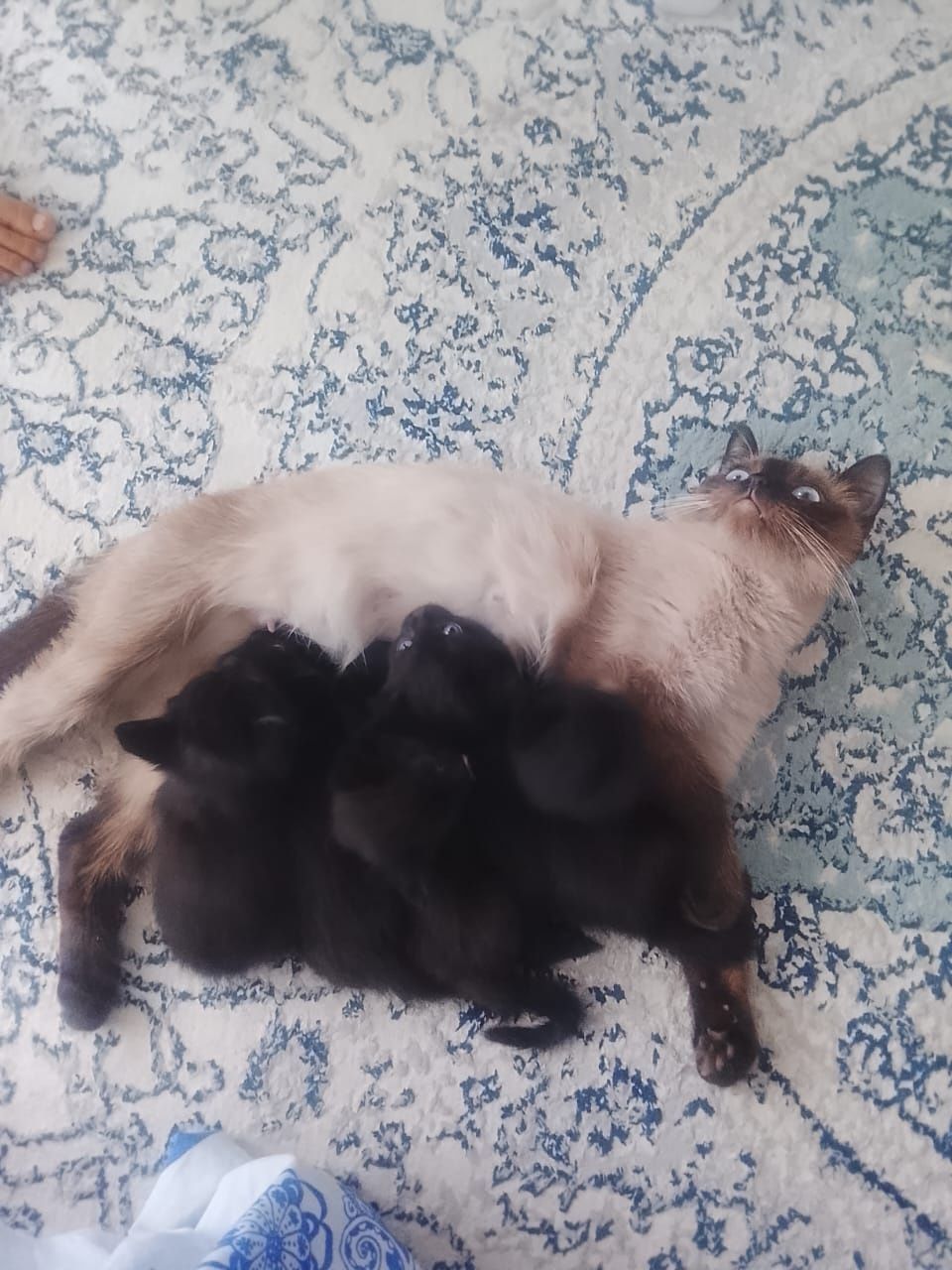 Котята, девочки и мальчики