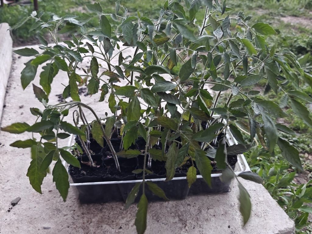 Продам рассаду .
