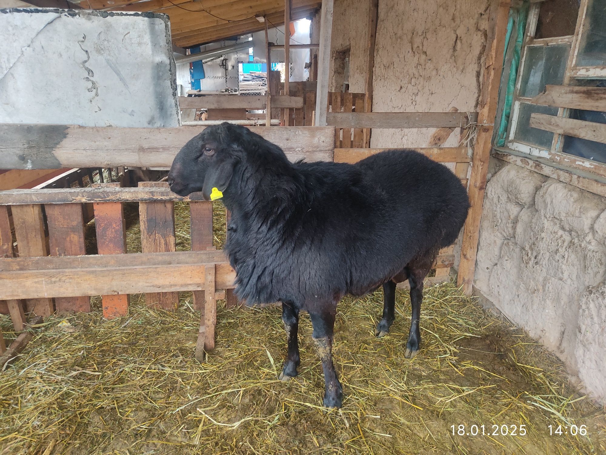 Кочкар гиссар 2 года.