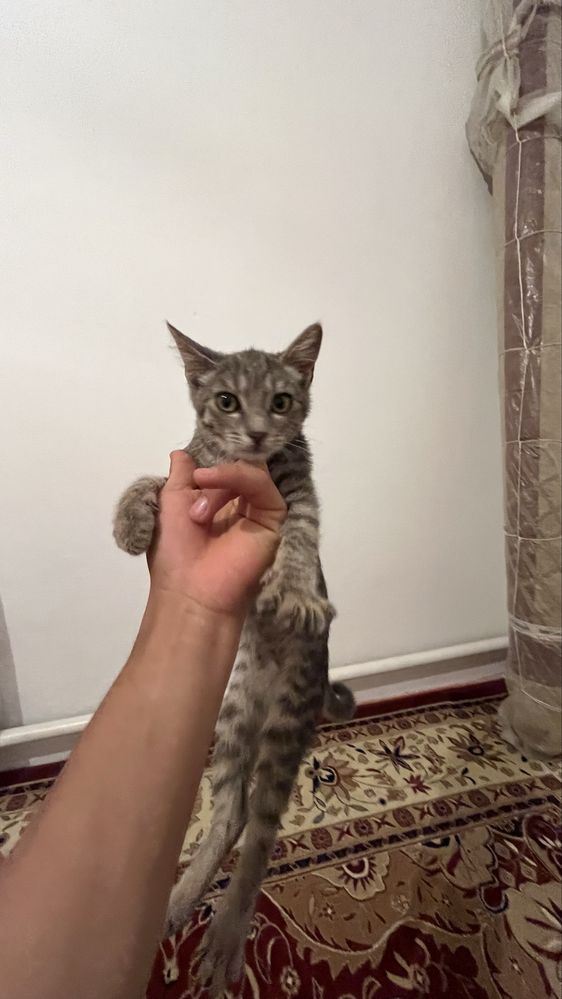 Марғау бар тегін
