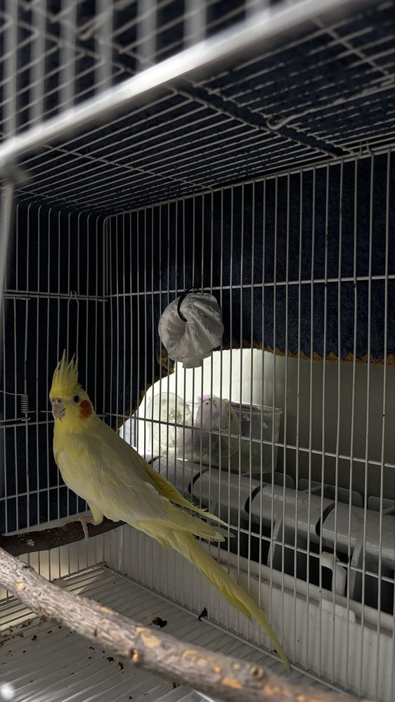 Продам попугая корелла с клеткой