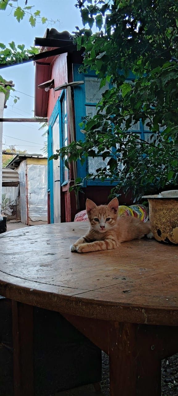 Отдам котят в хорошие руки