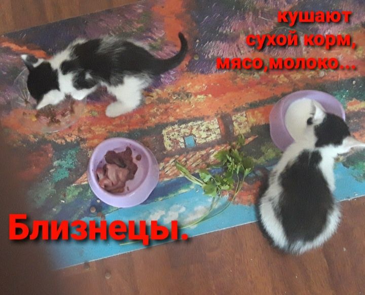 Котят отдам в добрые руки