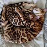 Бенгальская кошка