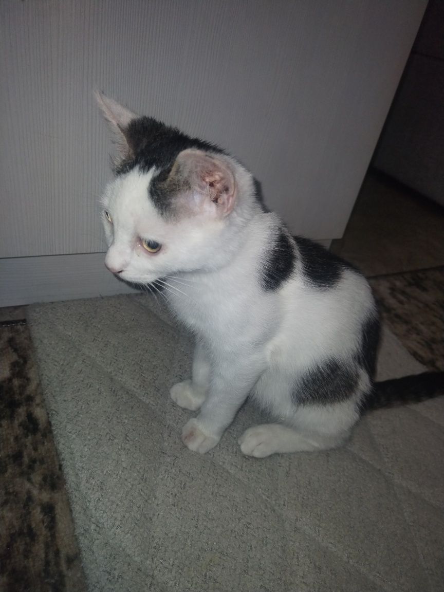 Котята бесплатно