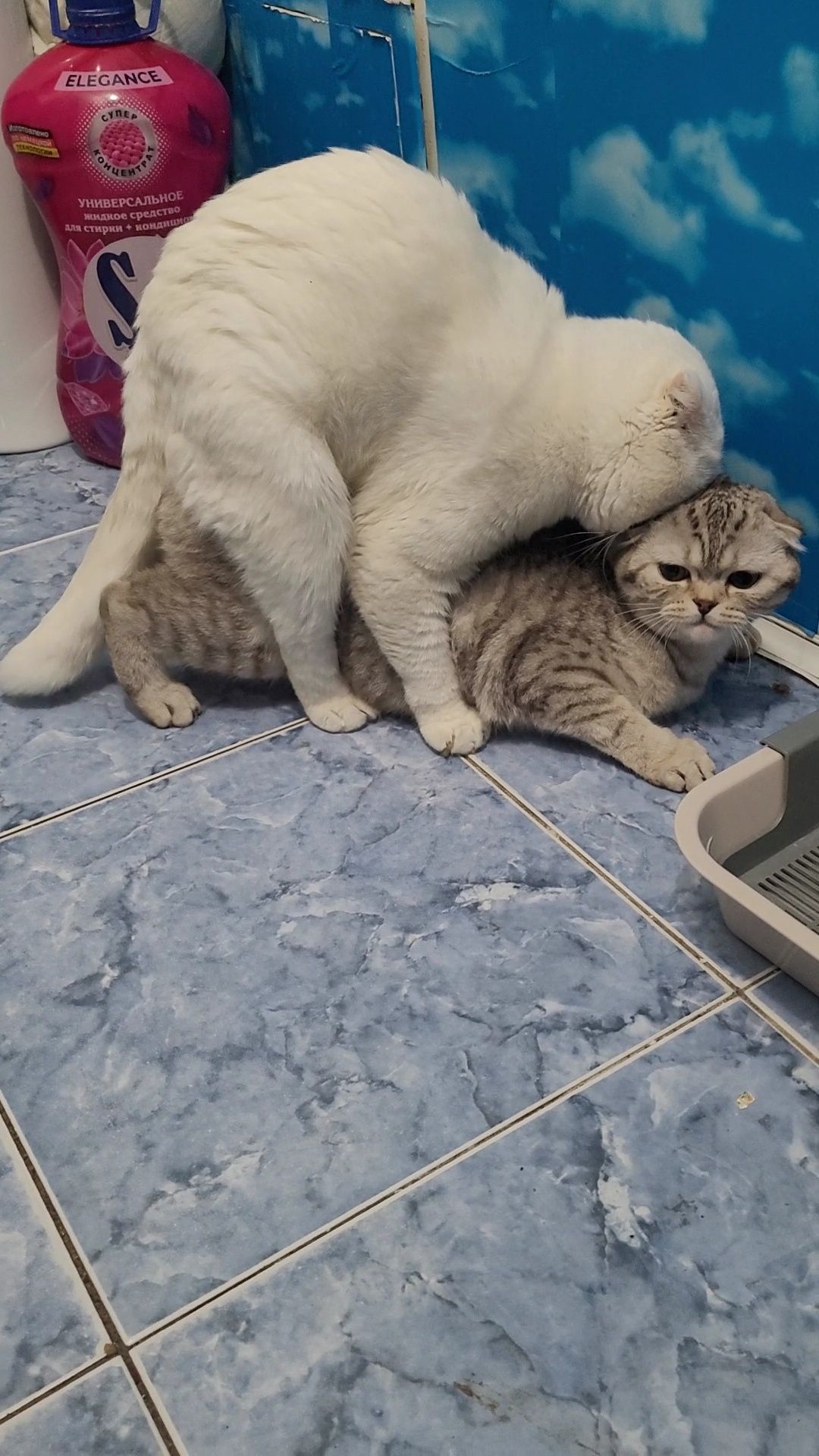Вязка кот шотландский вислоухий