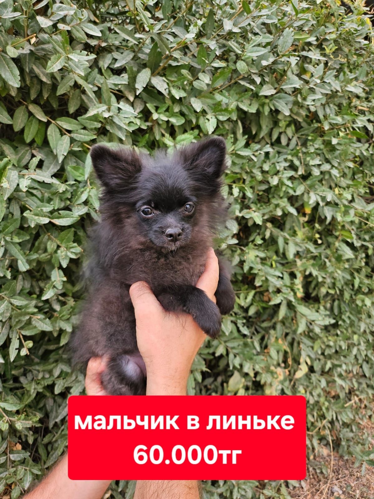 Маленькое и пушистое чудо