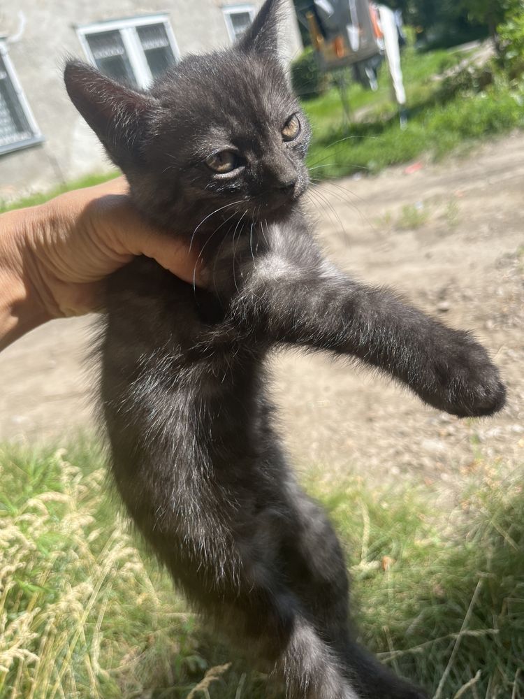 Отдам в добрые руки котят