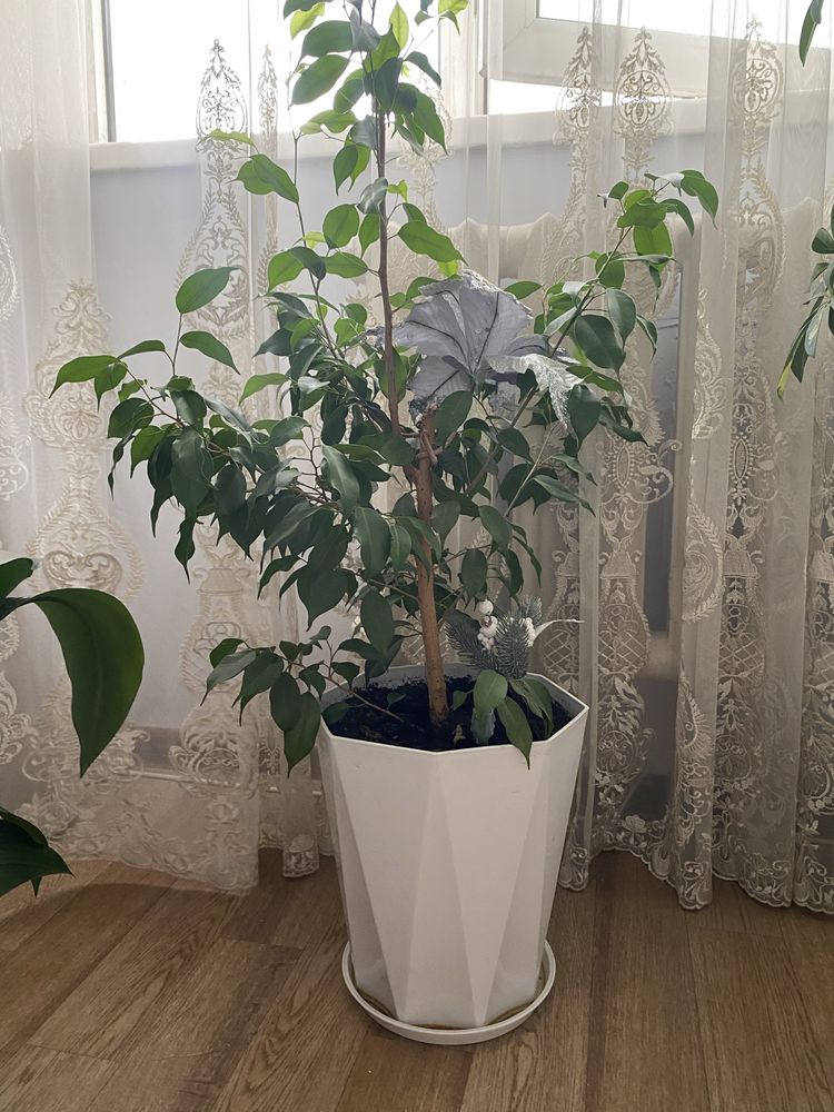 Бенджамин в отличном состоянии