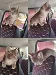 отдам котёнка в добрые руки