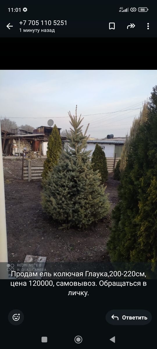 Продам ель колючая Глаука