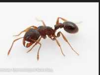Tetramorium caespitum
