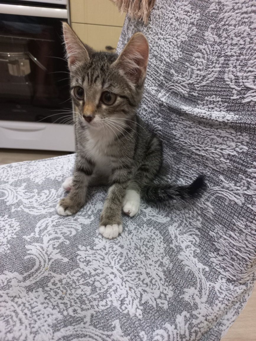 Отдам котёнка в добрые руки