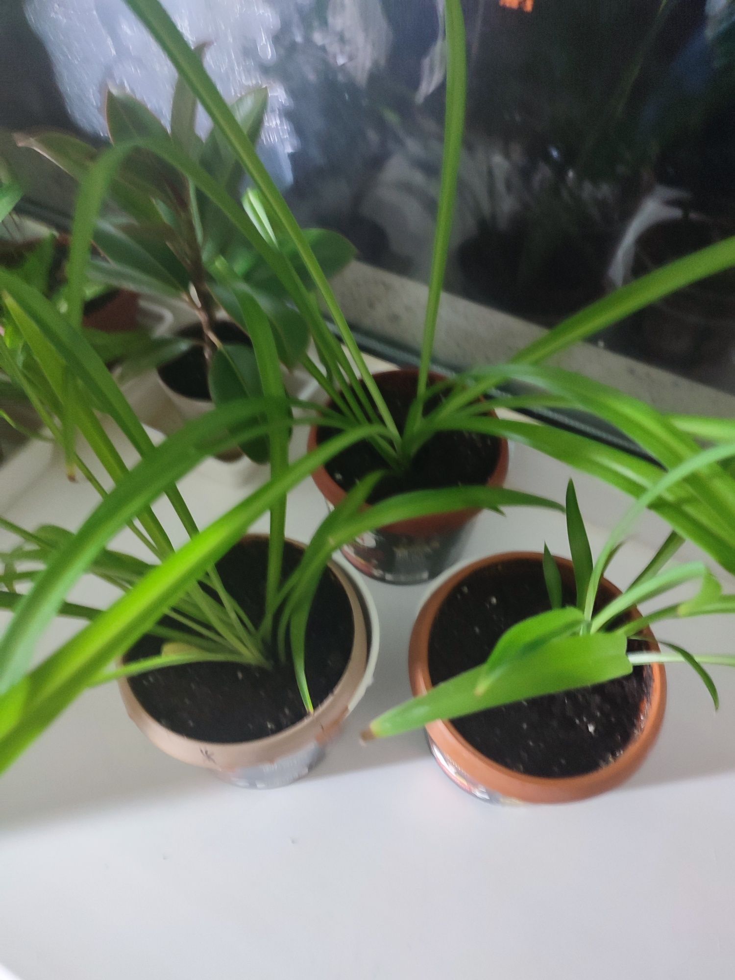 Продам комнатные цветы