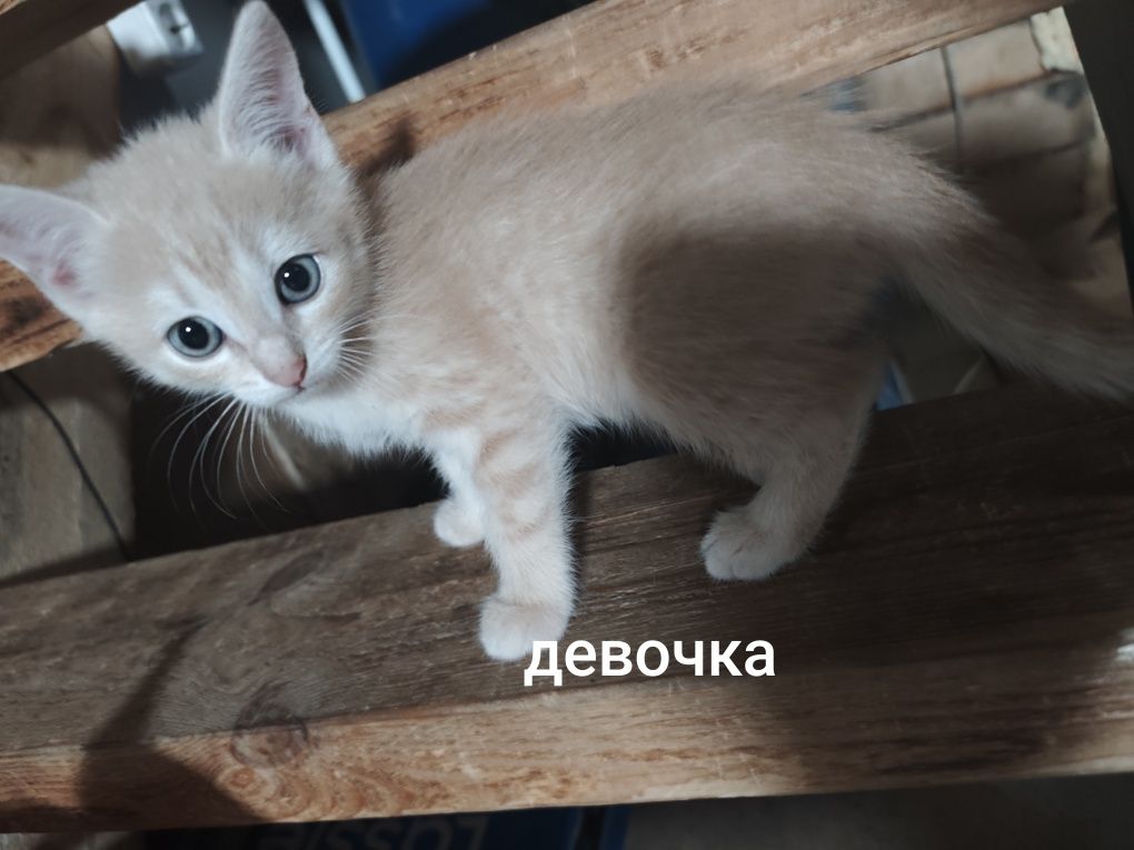 котятки ищут свой дом