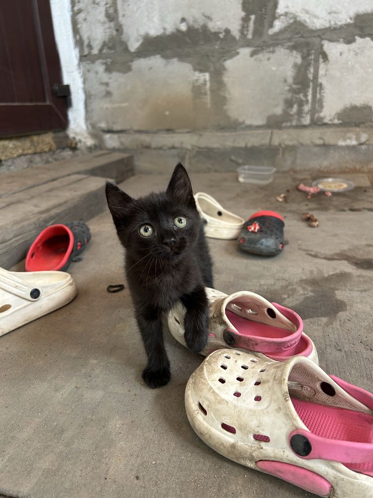 Котята ищут новый дом