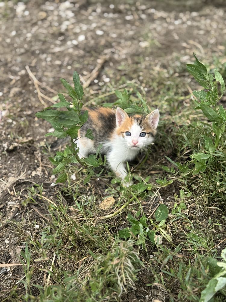 Отдам котят в добрые руки