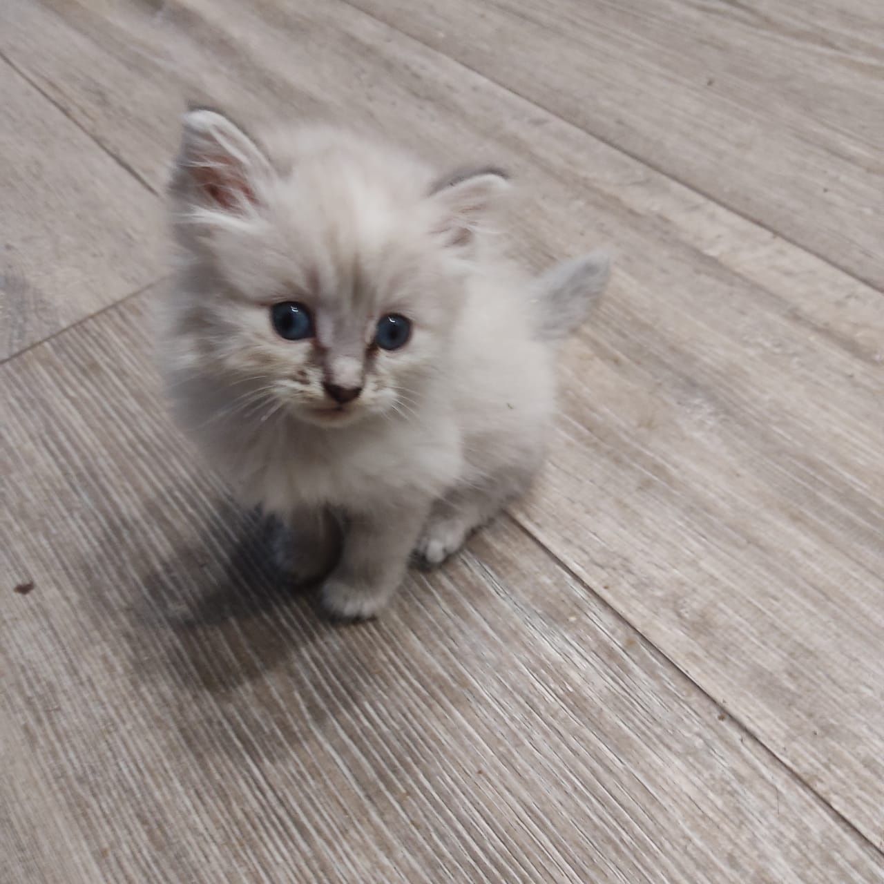 Отдам бесплатно умных и красивых домашних котяток