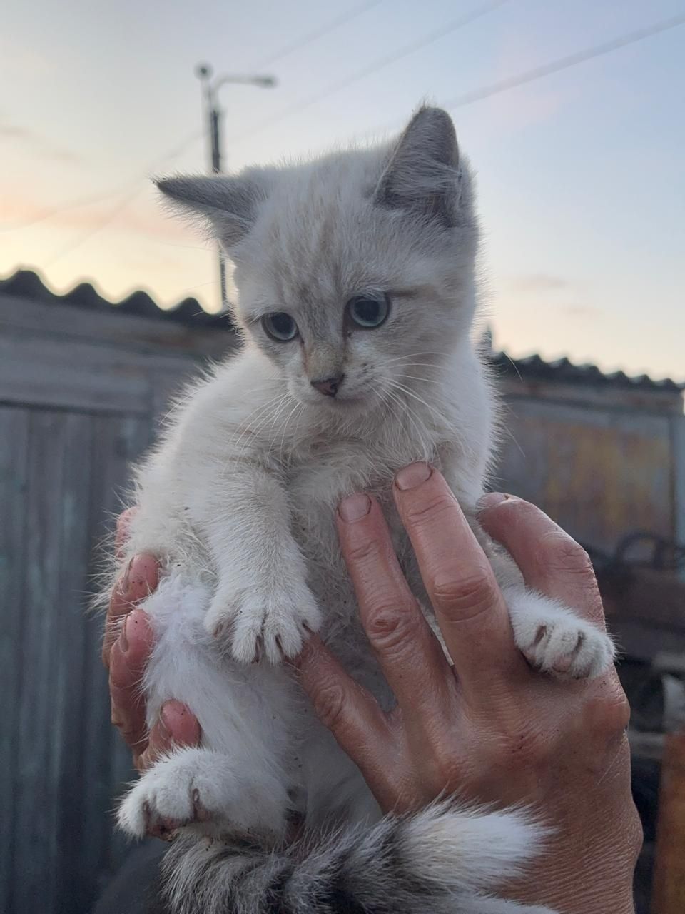 отдам котят в хорошие руки