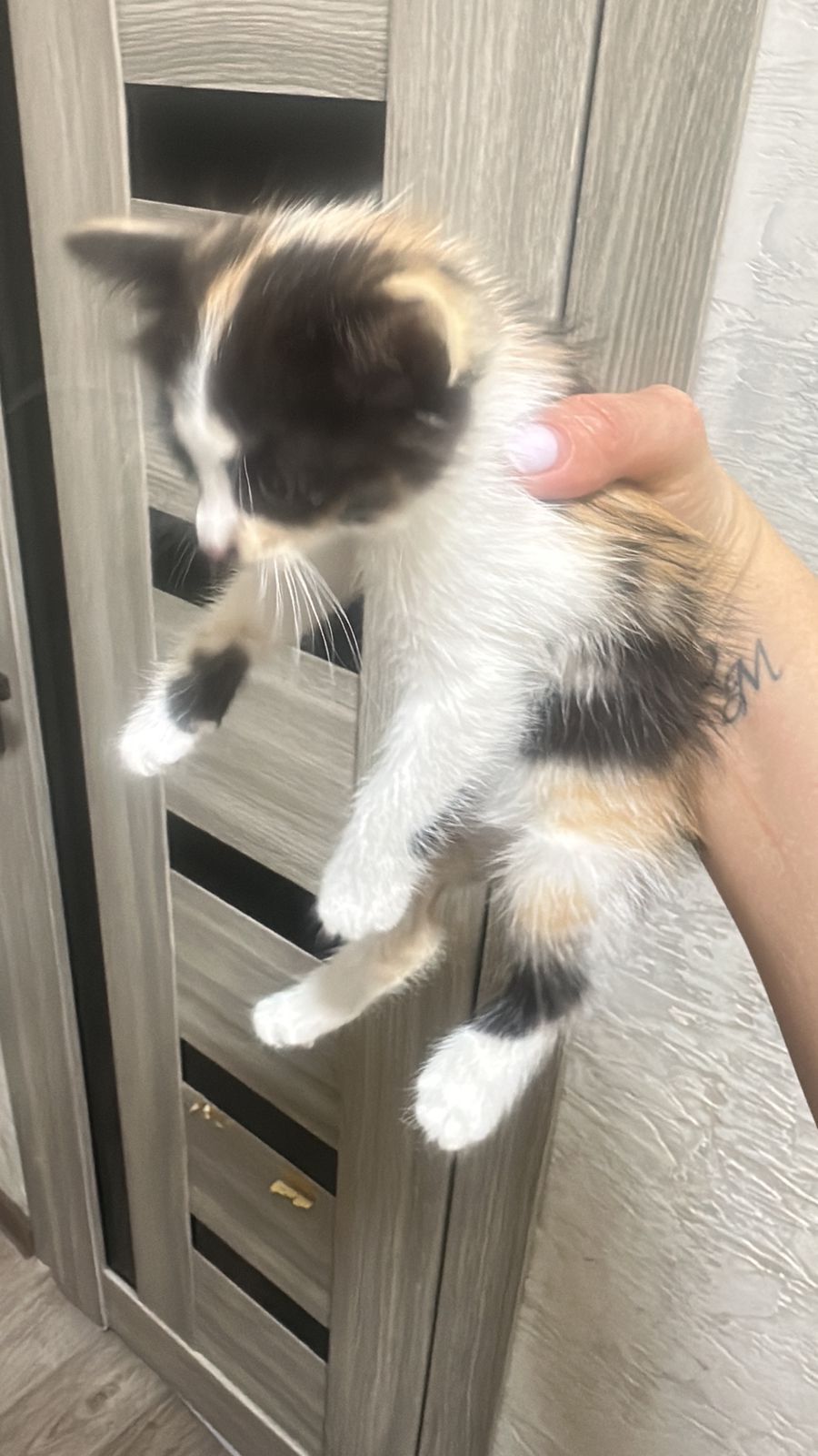 Отдам котёнка в добрые руки