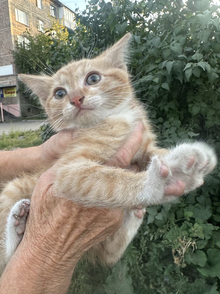 Котенок мальчик рыжий!