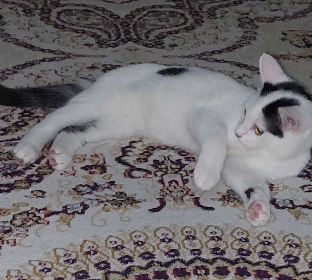 Отдам котёнка в добрые руки