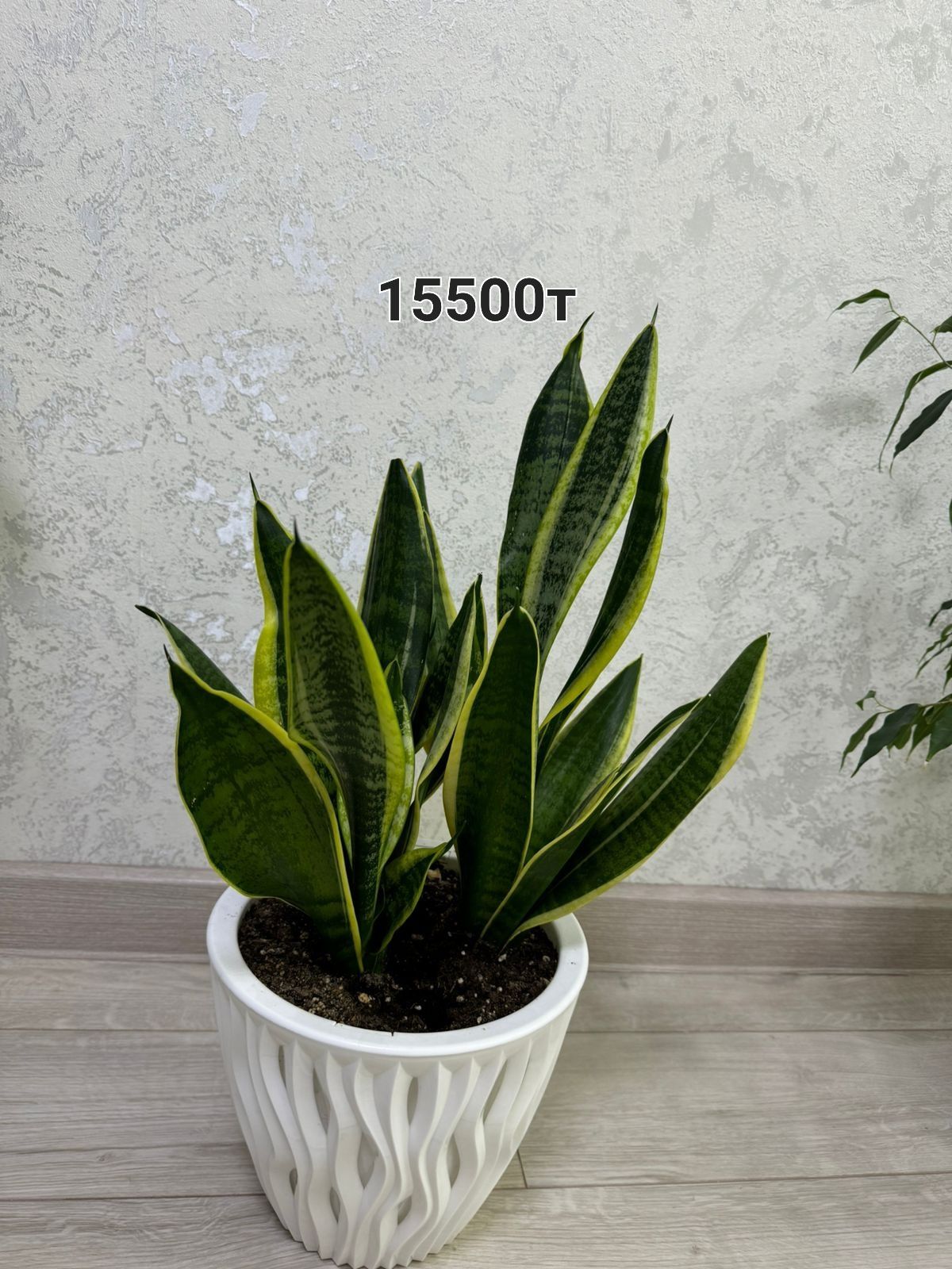 Продам цветы денежные дерева, фикус и т.д.