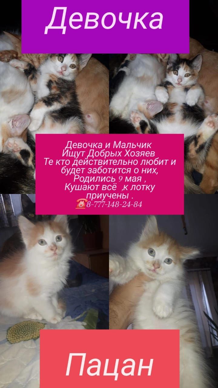 Котята ,Кошечка,Котёнок