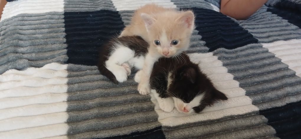 Кошка котята в добрые руки