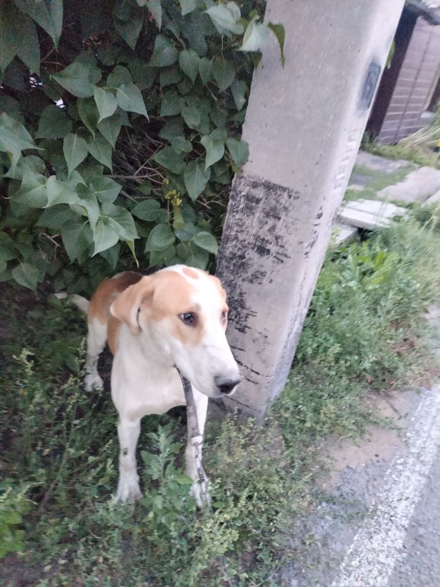 Алабай шатыс тобет