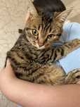 Отдам даром котенка